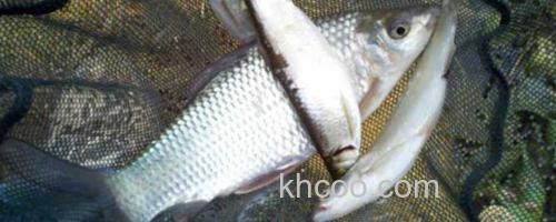 鲮鱼_0