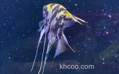 神仙鱼_0