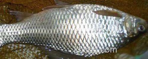 鲮鱼_0
