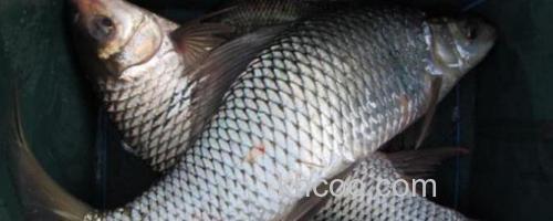 鲮鱼_0