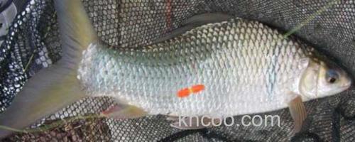 鲮鱼_0