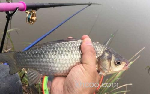 钓鲫鱼_3