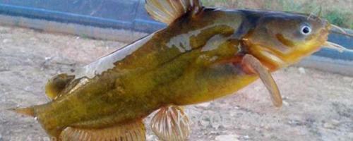 黄骨鱼_0
