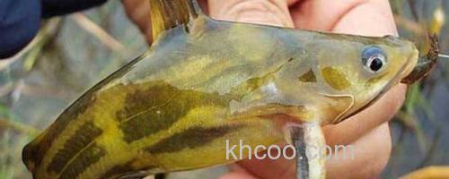 黄骨鱼_0