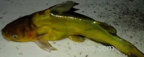 黄骨鱼_0