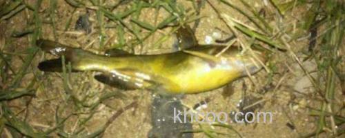 黄骨鱼_0