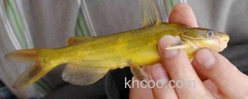 黄骨鱼_0