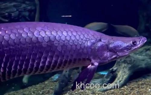 巨骨舌鱼_0