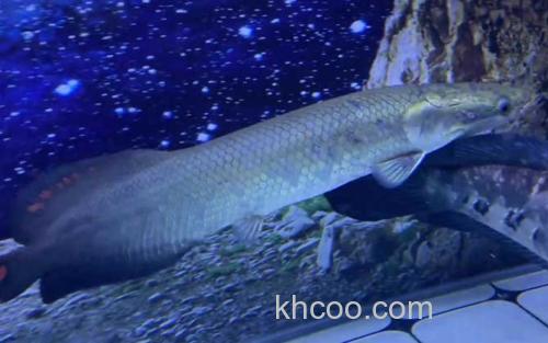 巨骨舌鱼_2