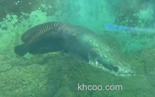 巨骨舌鱼_1