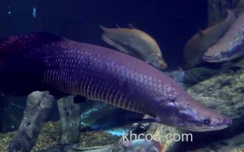 巨骨舌鱼_0