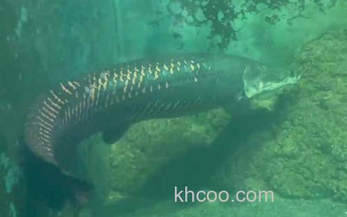 巨骨舌鱼_0