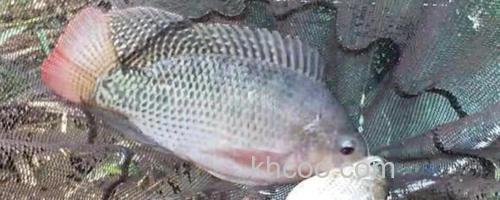 罗非鱼_0