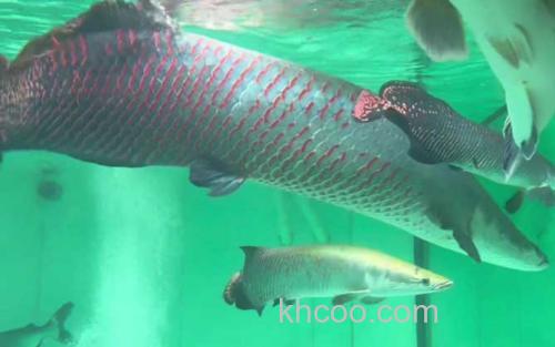 巨骨舌鱼_1