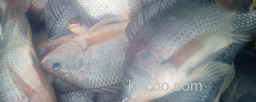 罗非鱼_0