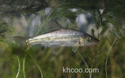 滇池金线鲃_0