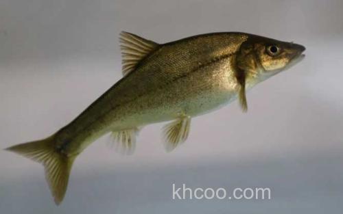 滇池金线鲃_2