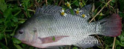 罗非鱼_0