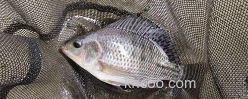 罗非鱼_0