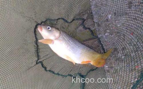 钓鲤鱼_2