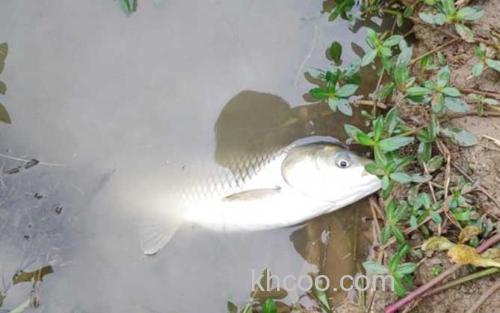 钓草鱼_4