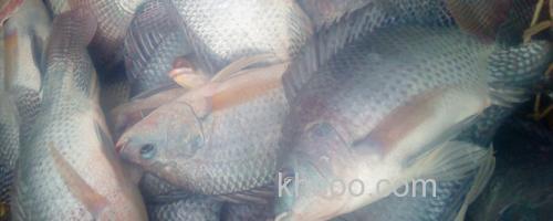 罗非鱼_0