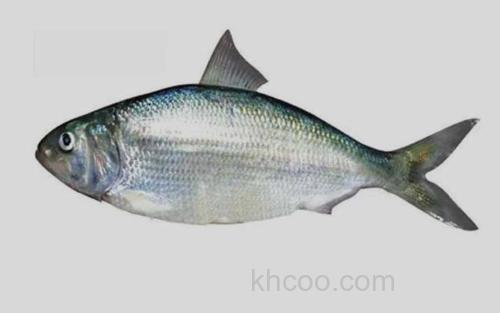 长江鲥鱼_0