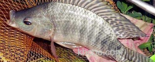 罗非鱼_0