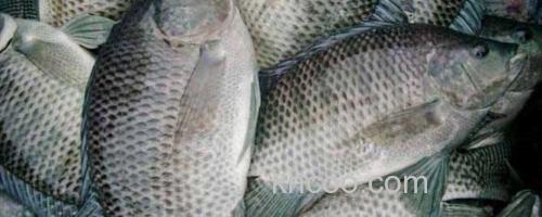 罗非鱼_0
