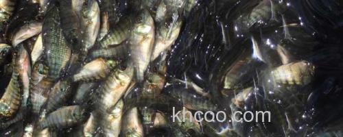 罗非鱼苗_0