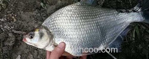 野钓鳊鱼_0