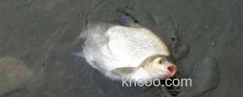 鳊鱼_0
