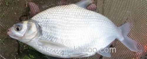 鳊鱼_0