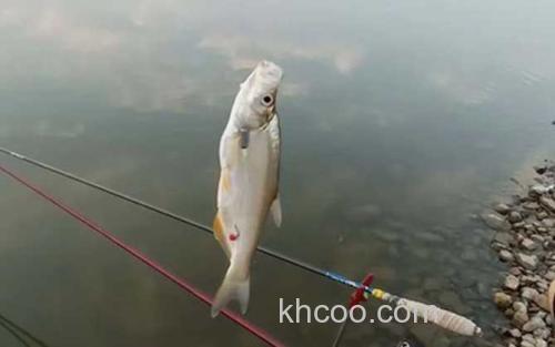 台钓_1