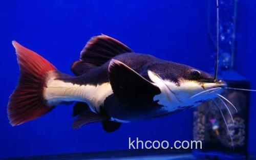 红尾鲶鱼_0