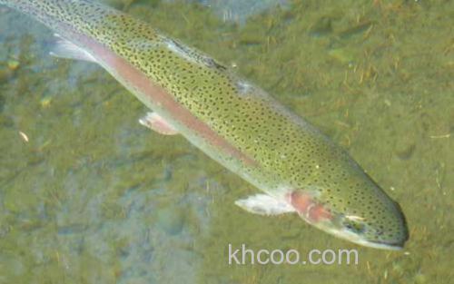 虹鳟鱼_2