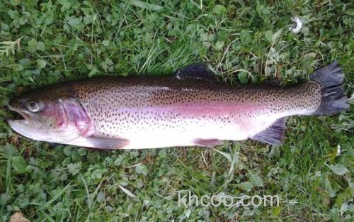 虹鳟鱼_1