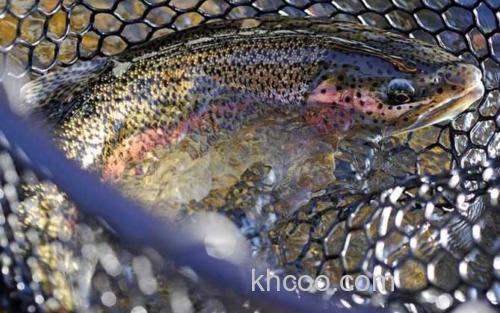 虹鳟鱼_4