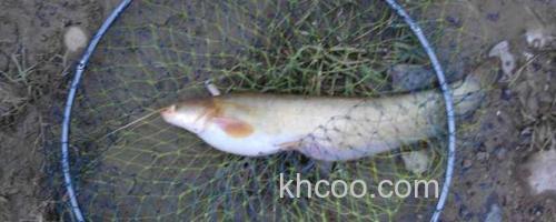 鲶鱼_0