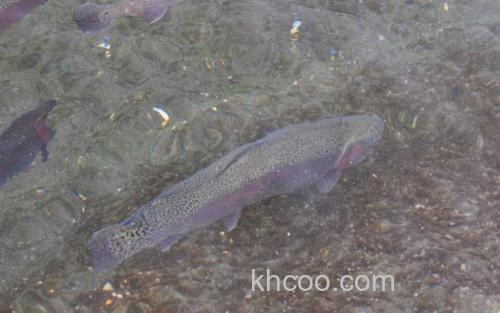 虹鳟鱼_1