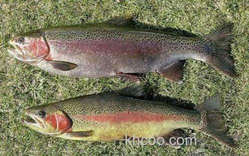 虹鳟鱼_4