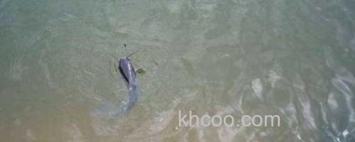 野钓鲶鱼_0