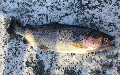 虹鳟鱼_3