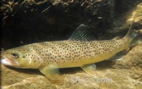 虹鳟鱼_2