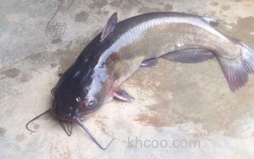 鲶鱼_3