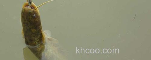鲶鱼_0