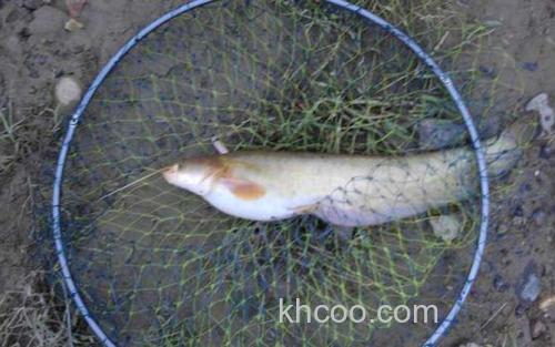 鲶鱼_8