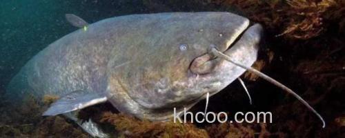 鲶鱼_0
