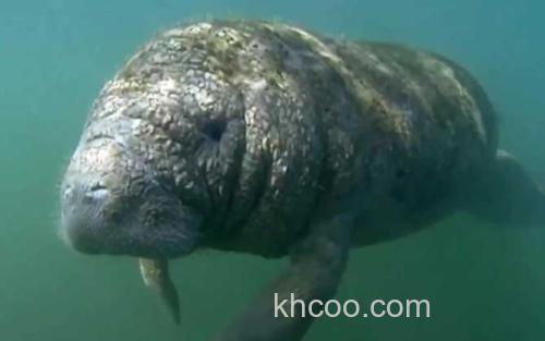 海牛_0