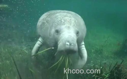 海牛_2